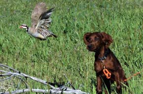 Leddie on Bird Hunt