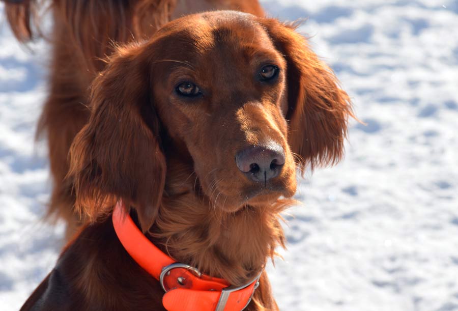 Greenbank Hollow Lucy Lou