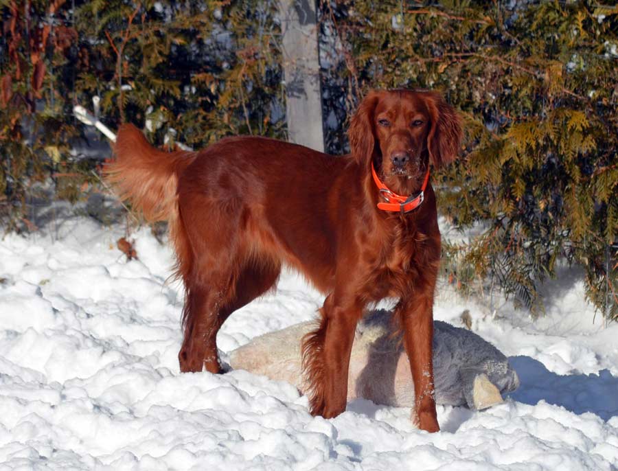 Greenbank Hollow Lucy Lou