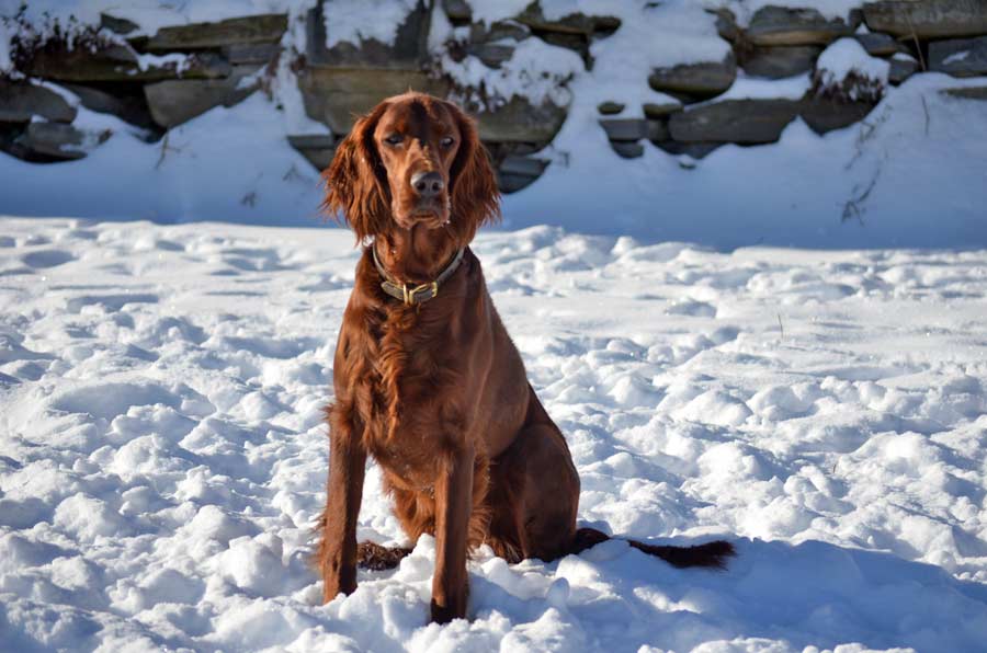 Greenbank Hollow Mabel