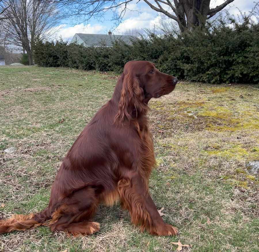 Greenbank Hollow Tucker