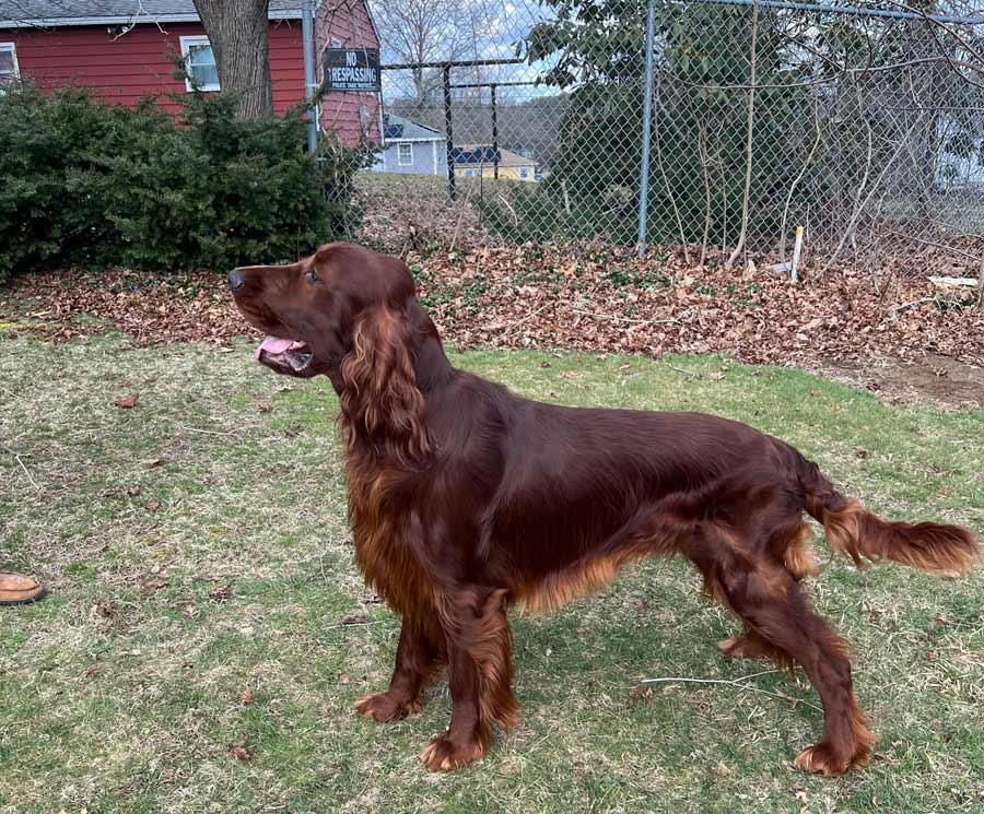 Greenbank Hollow Tucker