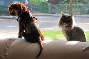 Setter and Cat on Couch