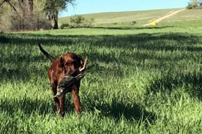 Leddie's First Retrieve