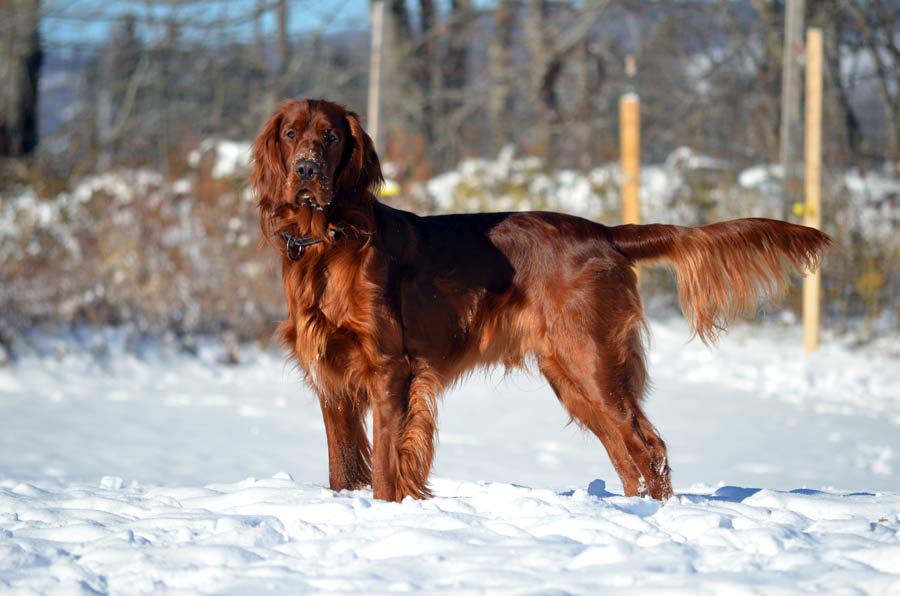 Irish Setters Greenbank Hollow Farm Danville, Vermont