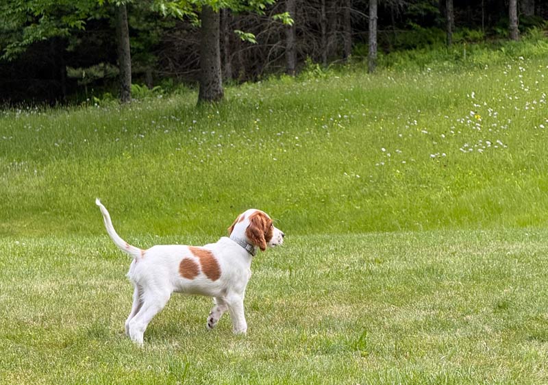 Red and White Setter