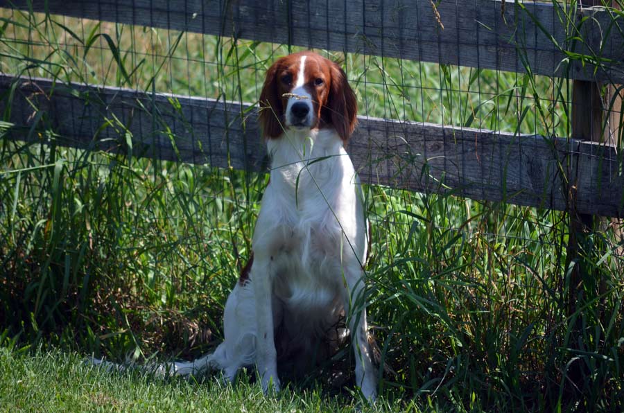 Year old AKC Irish Red and white female