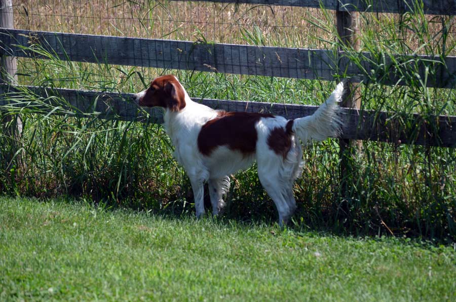 Year old AKC Irish Red and white female