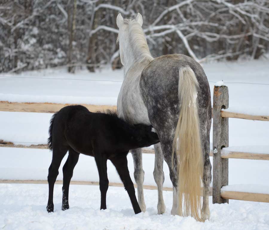 Sport Morgan Lucy with Nursing Foal