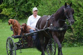 Taking the Dogs for a Leisurely Ride