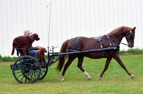 Taking the Dogs for a Trot