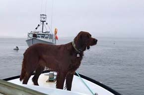 Gracie in a Boat