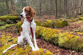 Red & White Irish Setter in the Forest