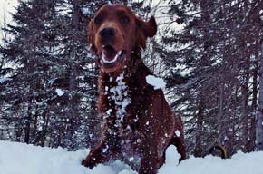 Running in the Snow