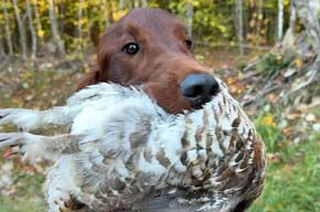 Pheasant and Irish Setter