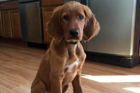 Irish Setter Puppy in the Kitchen