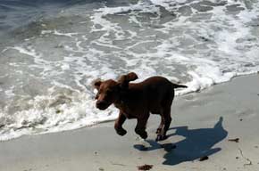 Beach run