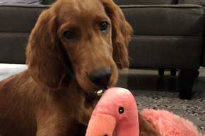 Irish Setter at home with Flamingo