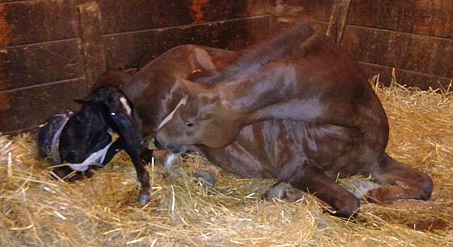 Newborn filly