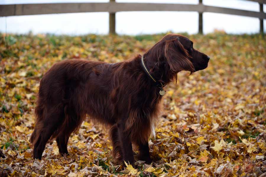 Sire Greenbank Hollow Tulley