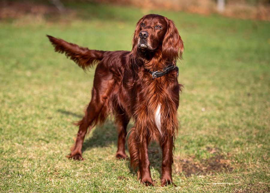 Sire Greenbank Hollow Tulley